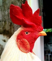 Đạt Chuyên Gà Đổ Tại Nhà