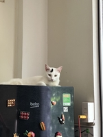 Lan