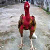 Cường