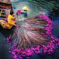 trieu