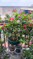 Bonsai Ký Tượng