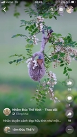 hoang viet
