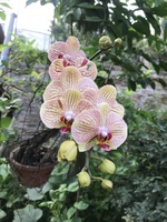 Nguyễn Hoàng Trung