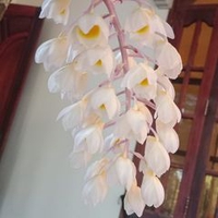 Trần Vũ