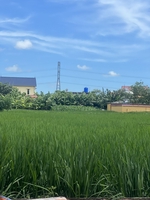 hoàng