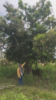 Quốc Vinh