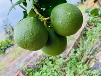 Hoàng trần