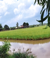 Đăng