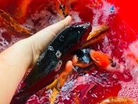 Nhà Cá của Mau