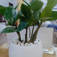 Nguyễn Thị Thu Hiền