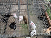 Trọng gà nòi sinh viên