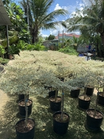 Cây Kiểng Phong Thuỷ