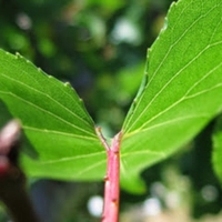 Tiến