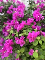 Diệu Trần