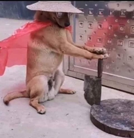Tứ A Ca
