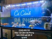 Cá Cảnh Bá Phong BMT