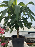 Lê Thị Thùy Linh