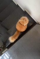 Phạm Thành Đạt