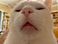 Nguyễn Thị Vân Anh