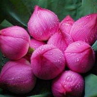 Nguyendangkhoa
