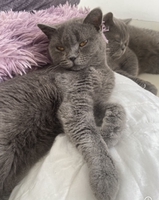 Võ Thị Hồng Anh