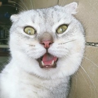 Đplong