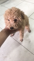 Mai Tuấn Kiệt