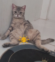 Nguyễn Hoàng Việt