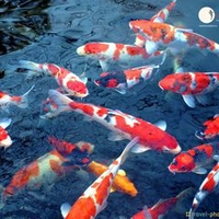 Hiệp Cá Cảnh