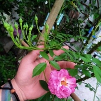 Ngọc Thạch