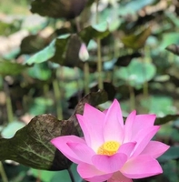 Bối bối 