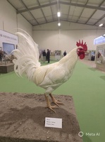 Quốc Thạch Gà Mỹ