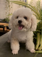 trọng ân