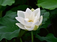 Thùy Ngân