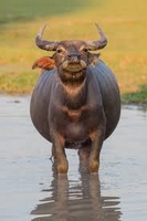 Hoàng Dương