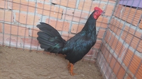 bảo  gà  tre 