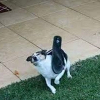 Tùng Trịnh Hiếu