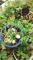 Nguyễn