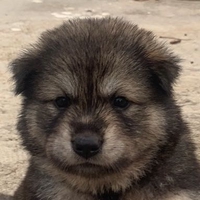 truyền