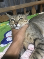 mua bán nhanh gọn