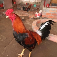 Cần Thơ Quý