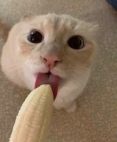 Nhi