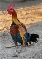  GÀ nòi Ga tre