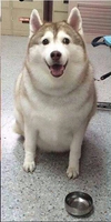 Vũ Đình Văn
