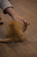 Yến Nhi