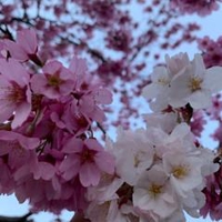 サリー