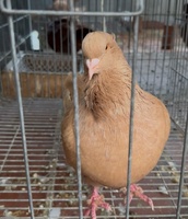 Bồ câu gà mĩ thuần chủng