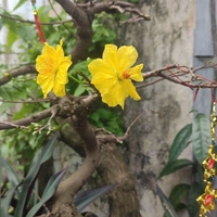 Nguyễn Hoàng Vinh