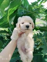 Cúc Hương