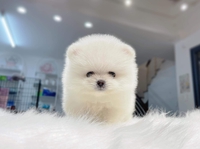 Chuyên Poodle Thuần Chủng